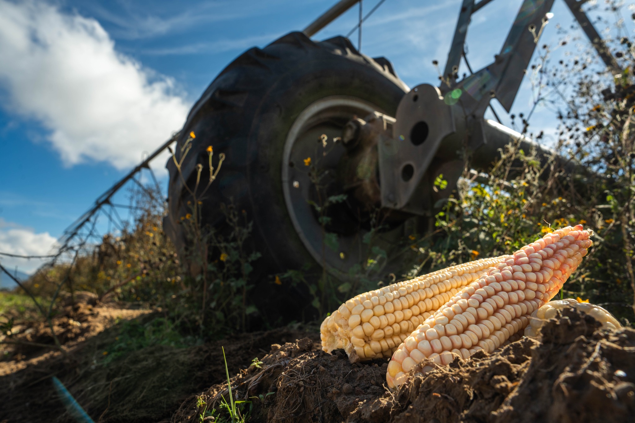 Simplifica AGRICULTURA trámites para incentivos al maíz blanco del ciclo Primavera-Verano 2025