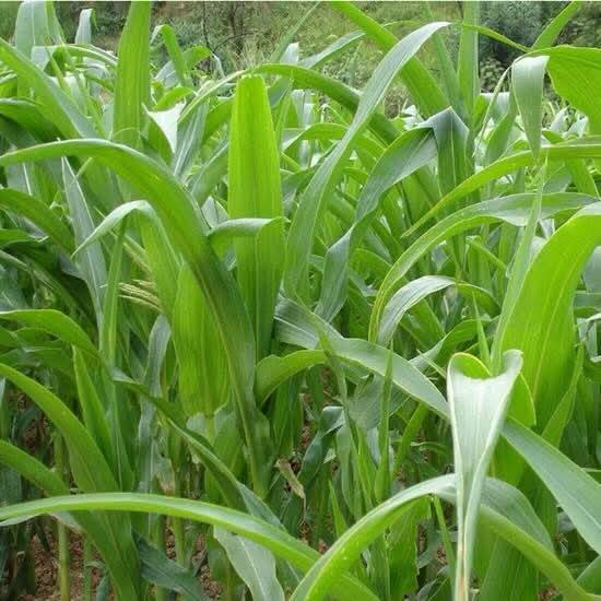 APOYARÁN CON 20 TONELADAS DE SEMILLA DE SORGO FORRAJERO AL CAMPO DE ACUÑA