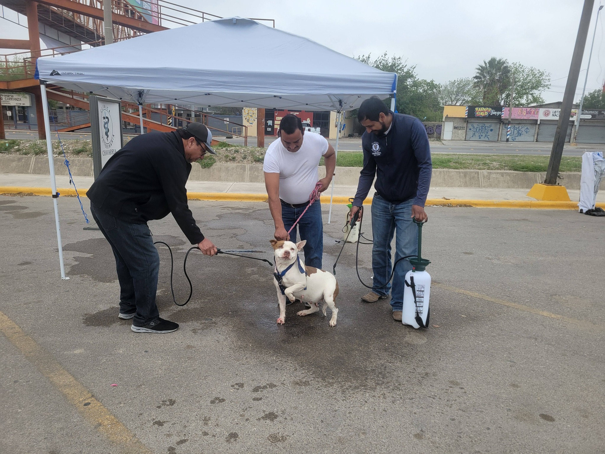 Brigada de vacunación de mascotas por Clínica Veterinaria Chavarría