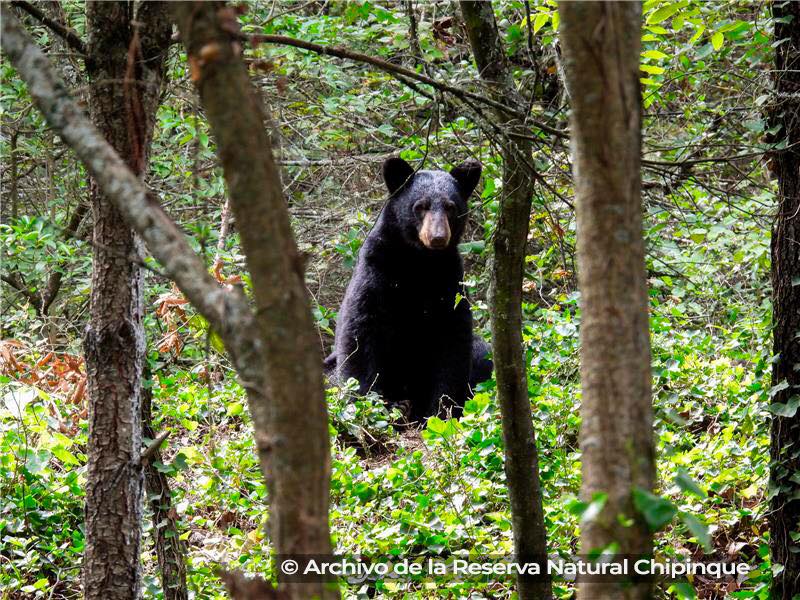 Grupo Bimbo y la SEMARNAT firman convenio para fortalecer la conservación del oso negro mexicano