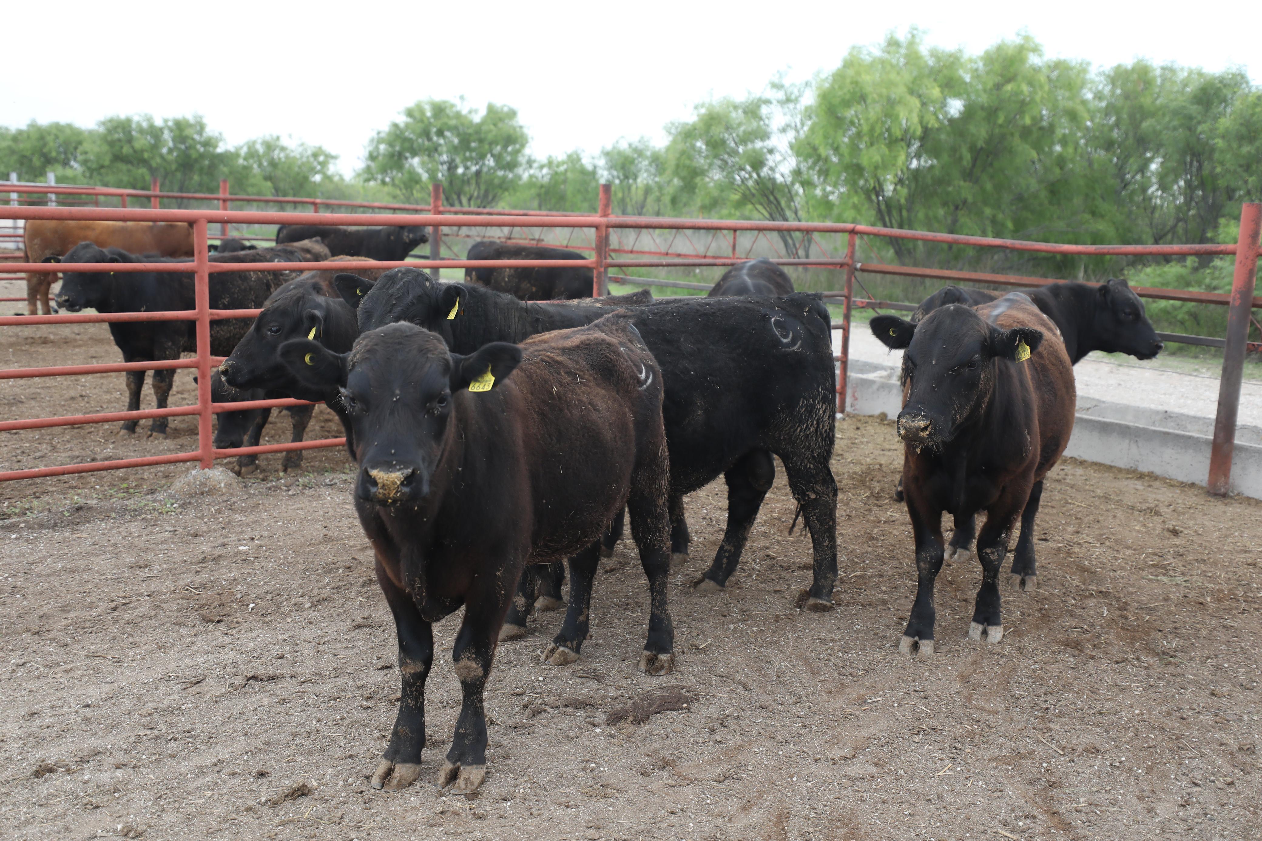 ARRANCA EN COAHUILA PROGRAMA DE SUPLEMENTO ALIMENTICIO PARA GANADO 2026