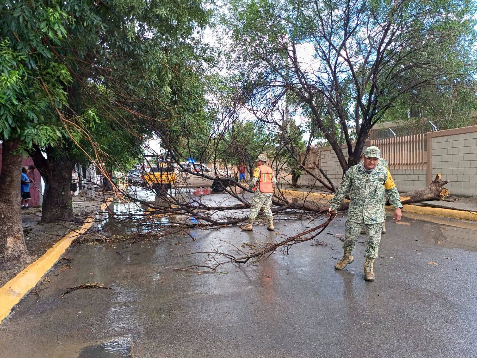 ATENDIEN AUTORIDADES REPORTES DE CAÍDA DE ARBOLES Y ANUNCIOS