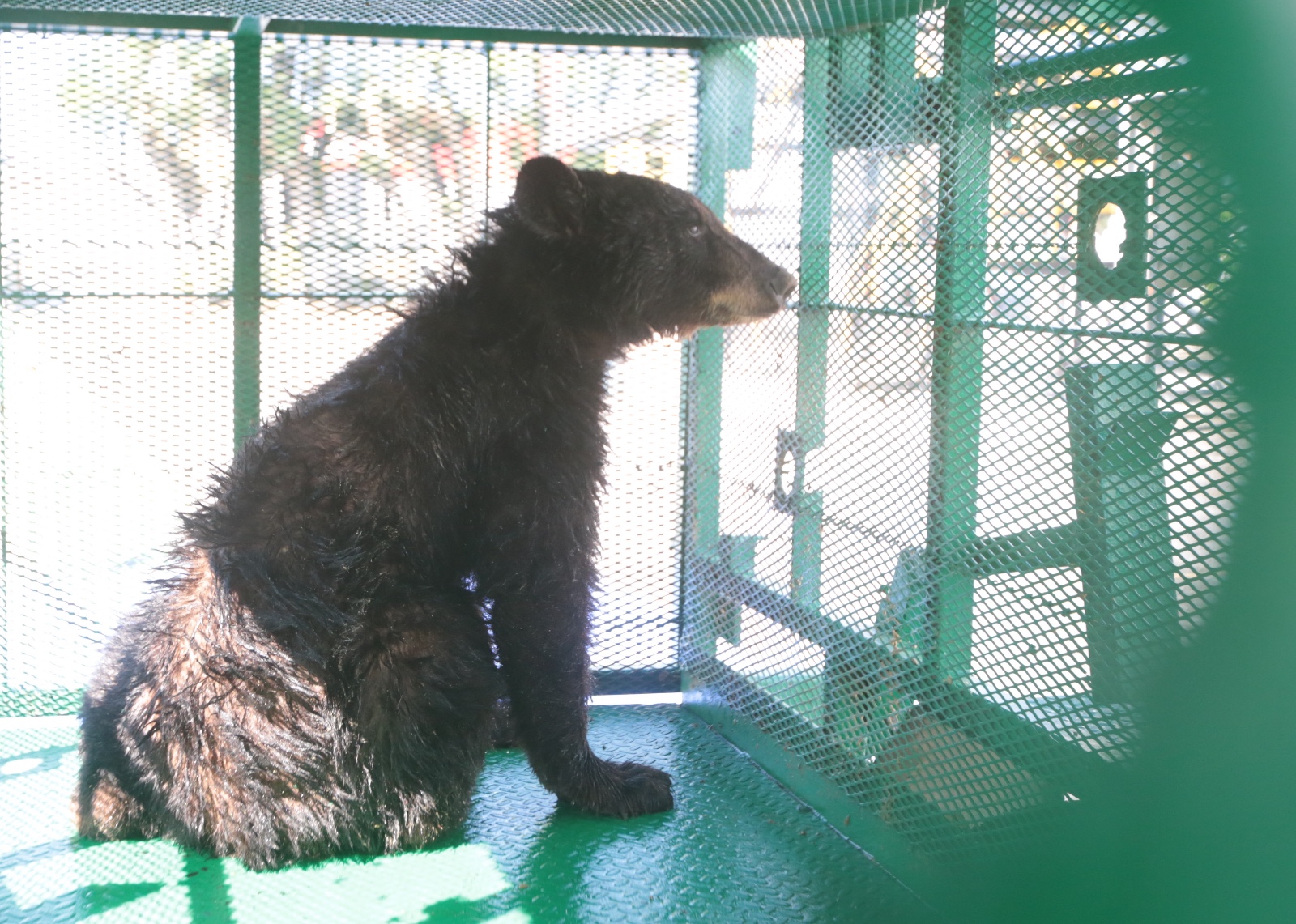 LIBERAN EN COAHUILA EJEMPLAR DE OSO NEGRO TRAS EXITOSO PROCESO DE RECUPERACIÓN