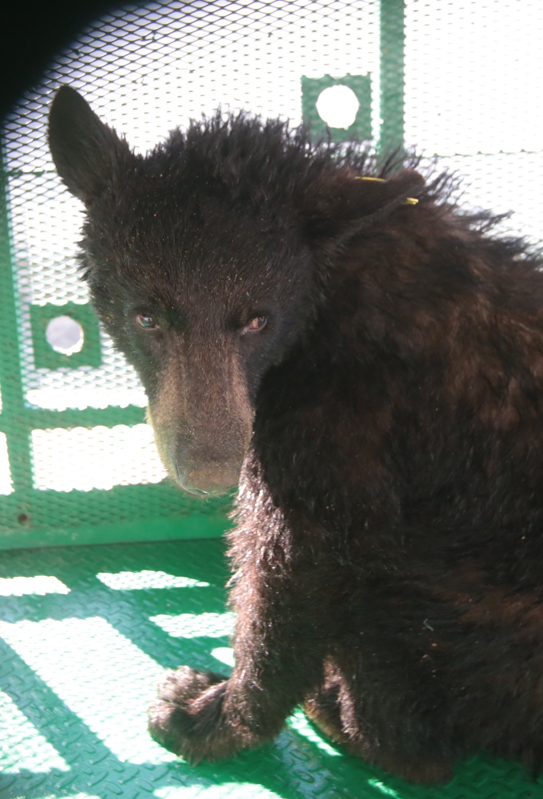LIBERAN EN COAHUILA EJEMPLAR DE OSO NEGRO TRAS EXITOSO PROCESO DE RECUPERACIÓN