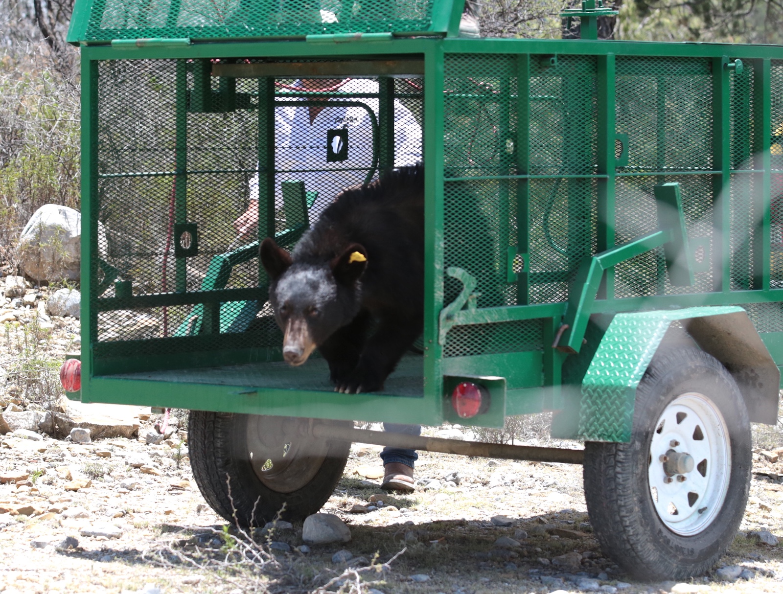 LIBERAN EN COAHUILA EJEMPLAR DE OSO NEGRO TRAS EXITOSO PROCESO DE RECUPERACIÓN