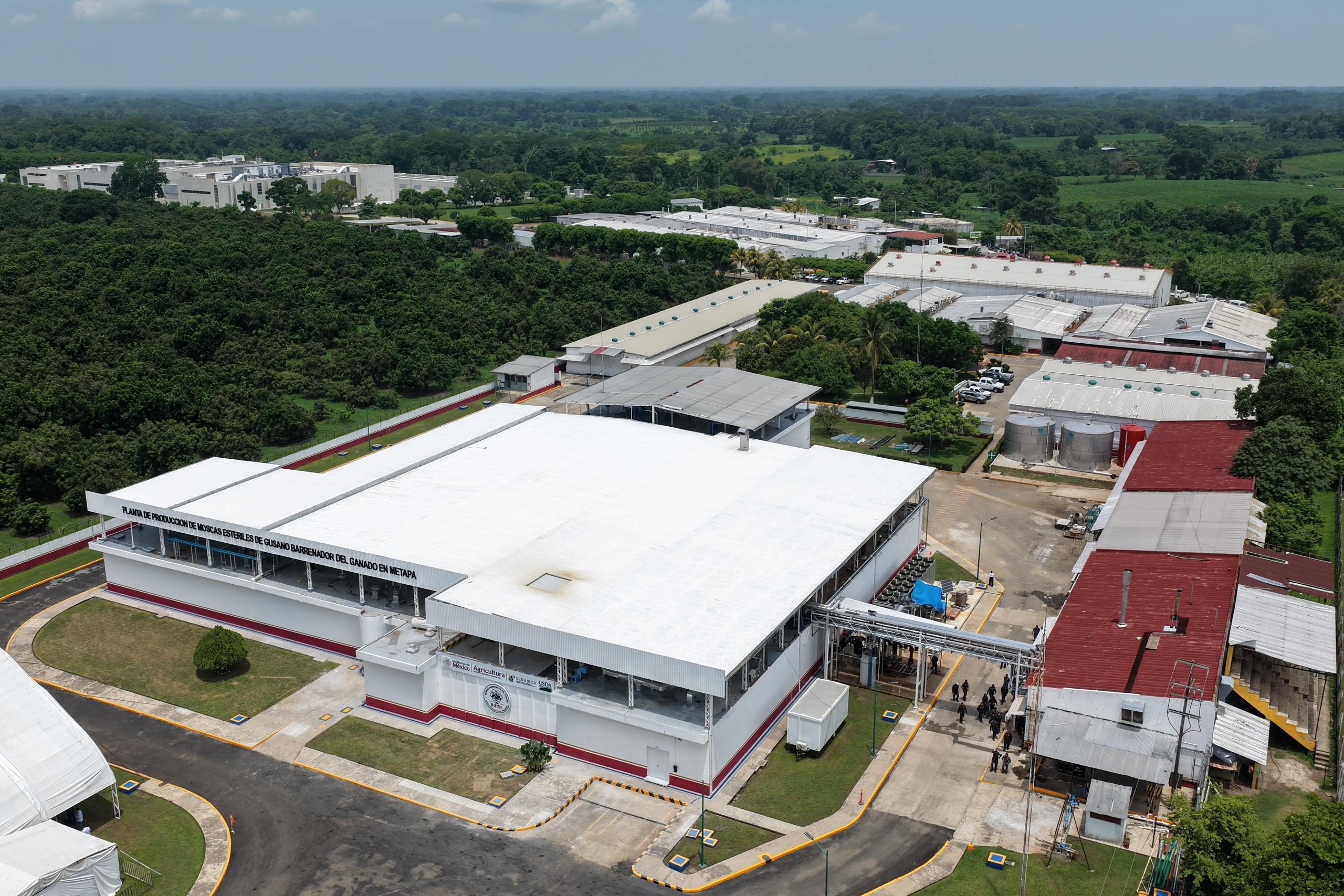 PRESIDENTA CLAUDIA SHEINBAUM INAUGURA PLANTA DE PRODUCCIÓN DE MOSCAS ESTÉRILES DEL GUSANO BARRENADOR DEL GANADO EN METAPA DE DOMÍNGUEZ, CHIAPAS