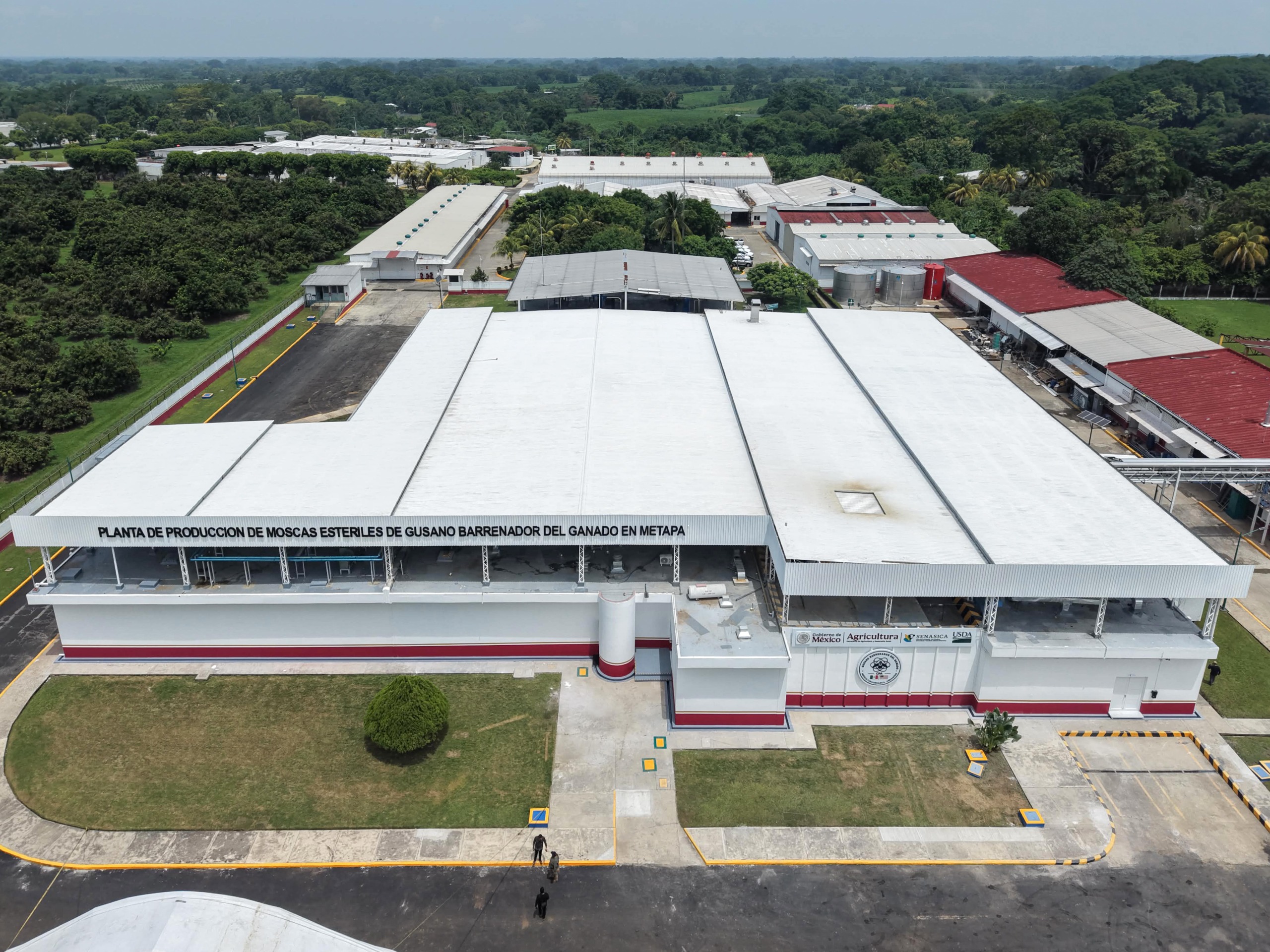 PRESIDENTA CLAUDIA SHEINBAUM INAUGURA PLANTA DE PRODUCCIÓN DE MOSCAS ESTÉRILES DEL GUSANO BARRENADOR DEL GANADO EN METAPA DE DOMÍNGUEZ, CHIAPAS
