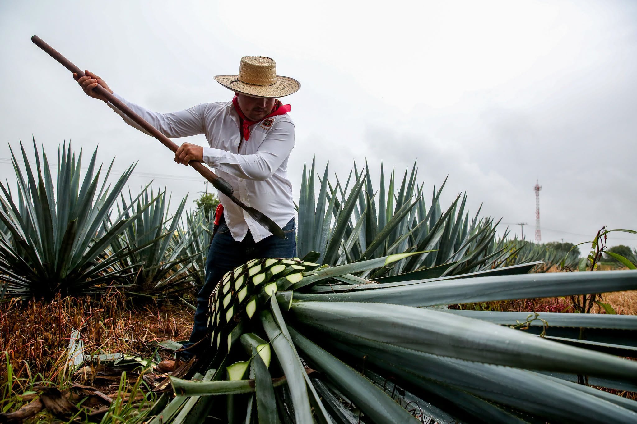 Tequila mexicano conquista los mercados globales