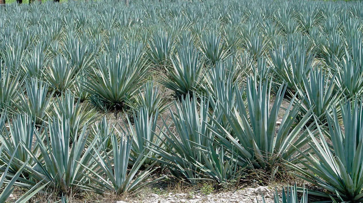Tequila mexicano conquista los mercados globales