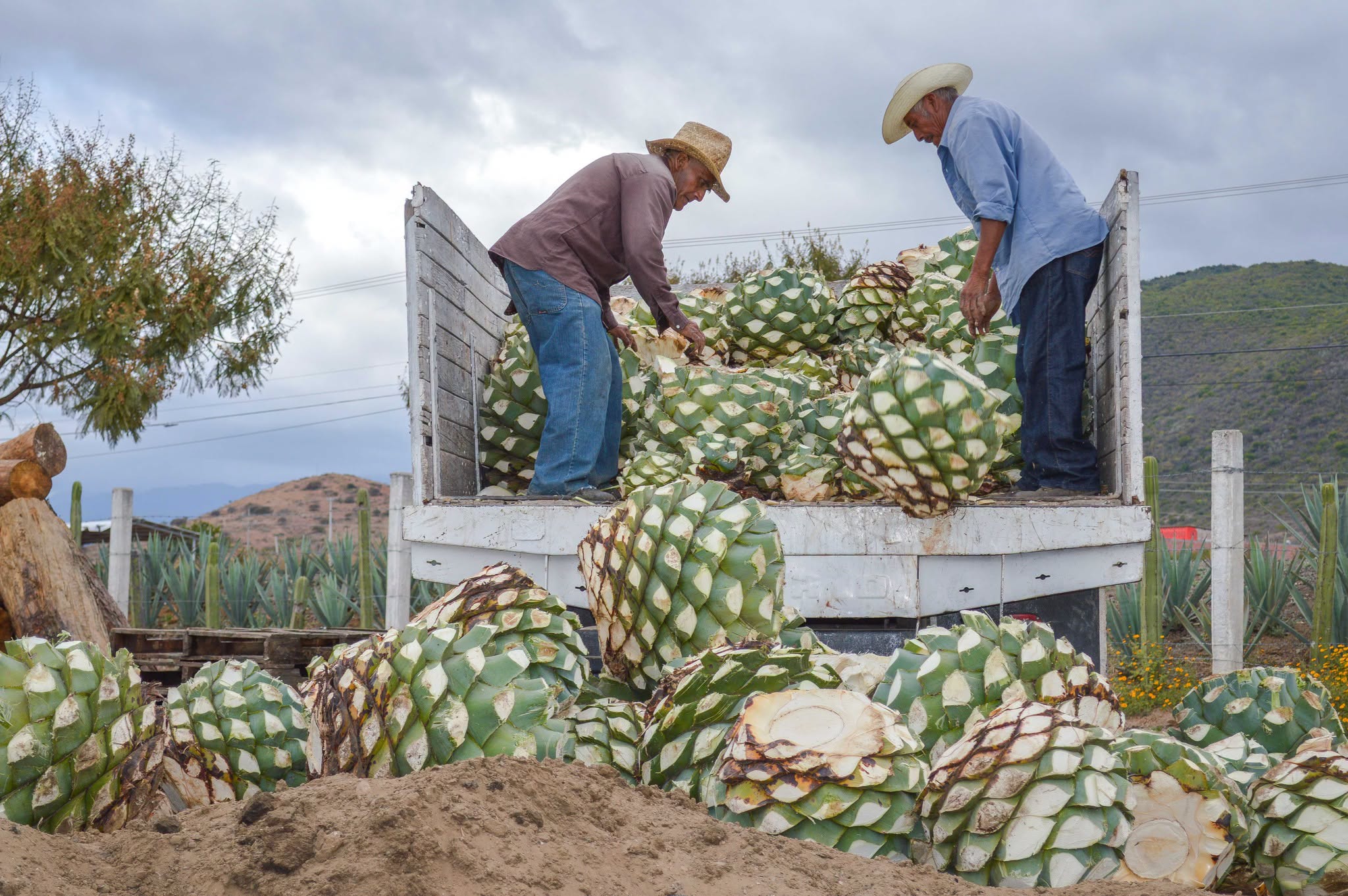 Tequila mexicano conquista los mercados globales
