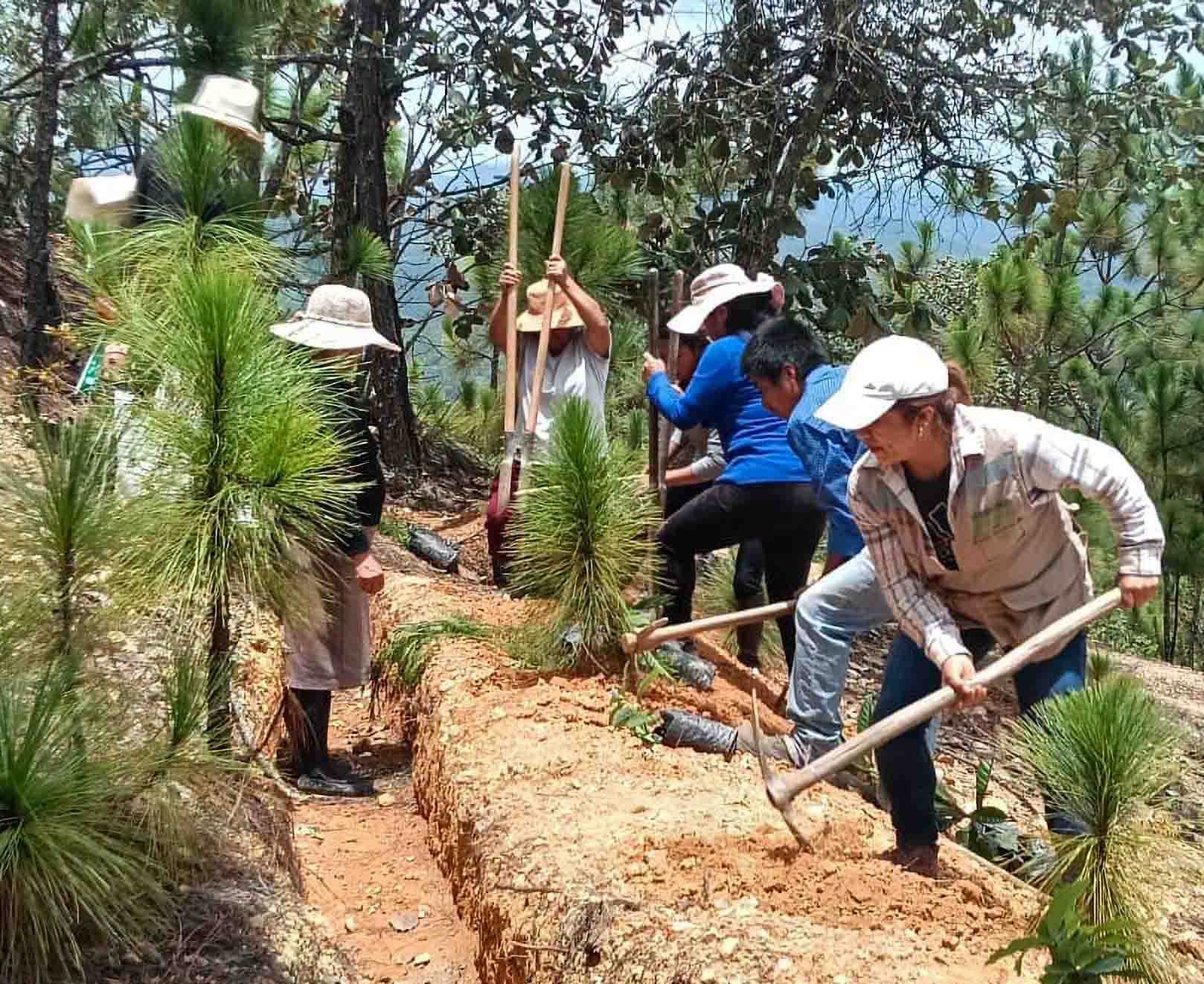 Llama AGRICULTURA a participar en la Jornada Nacional de Reforestación 2026