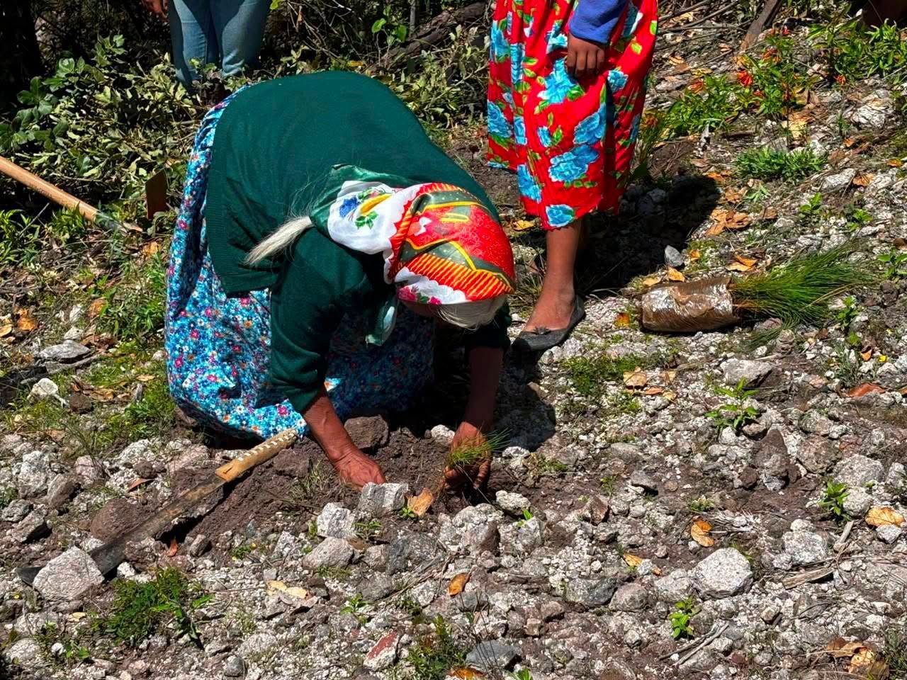 Llama AGRICULTURA a participar en la Jornada Nacional de Reforestación 2026
