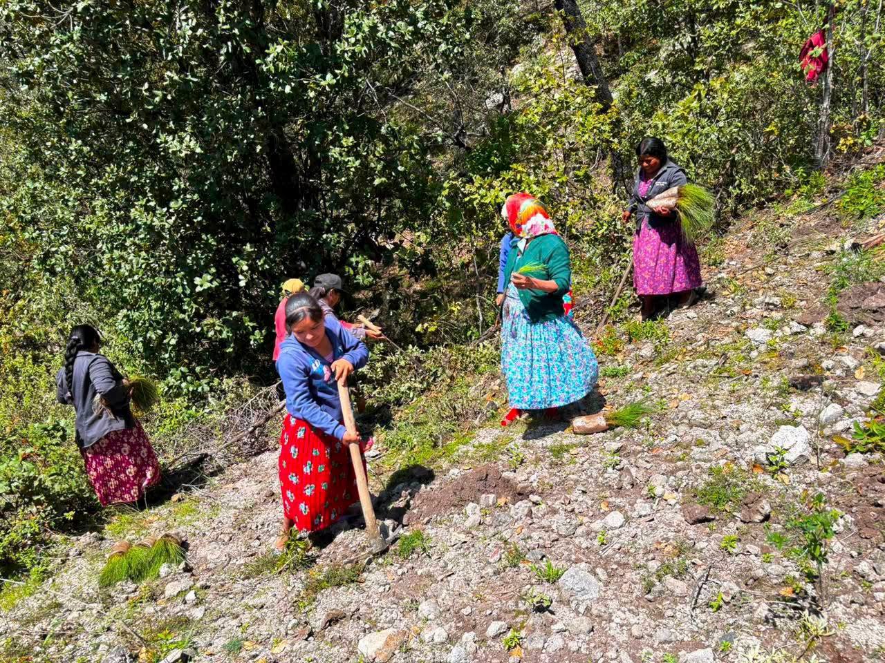 Llama AGRICULTURA a participar en la Jornada Nacional de Reforestación 2026