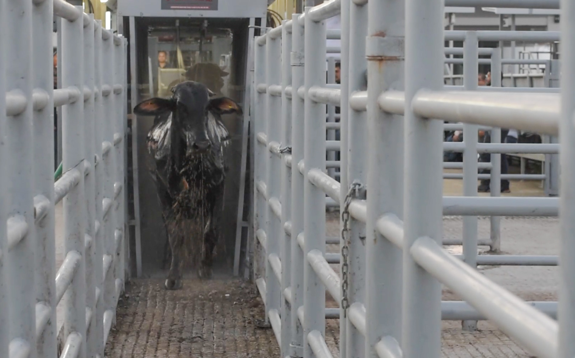 Inspecciona AGRICULTURA más de 80 mil cargamentos y 5 millones de cabezas de ganado contra el GBG