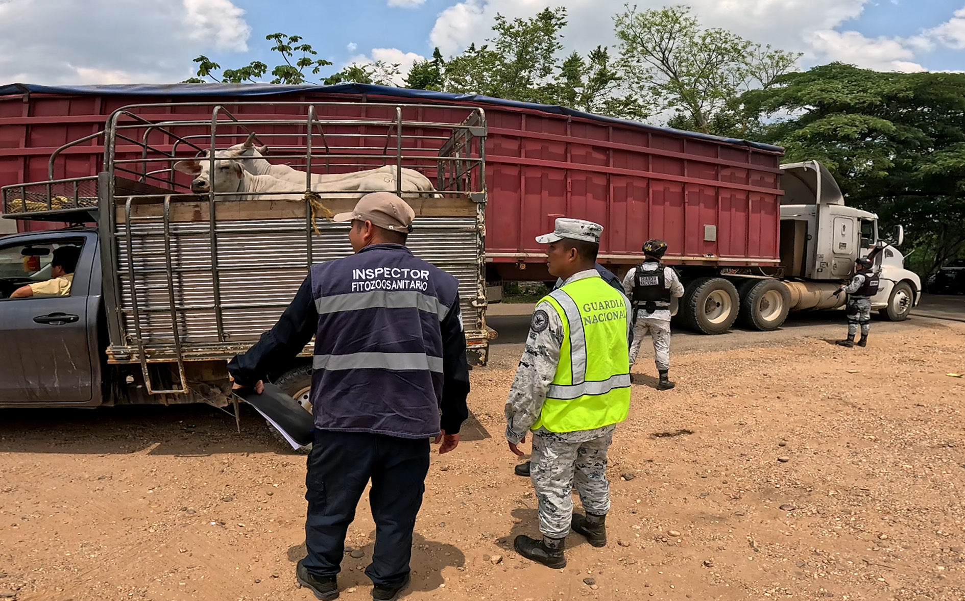 Inspecciona AGRICULTURA más de 80 mil cargamentos y 5 millones de cabezas de ganado contra el GBG
